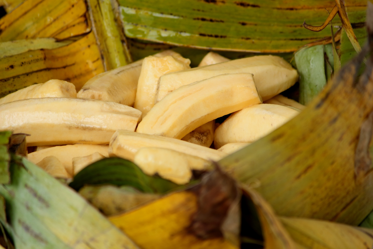 Green Banana (Matooke) Experience – Harvest, Cook & Taste Uganda’s
Staple Tradition